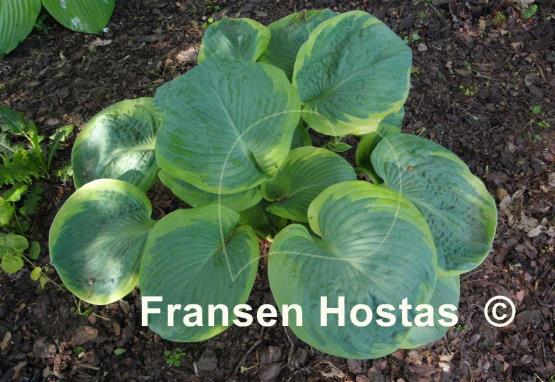 Hosta Wagon Wheels